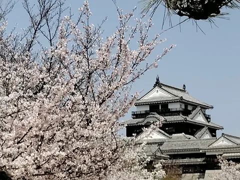 桜と古城、時を超えた美しさ