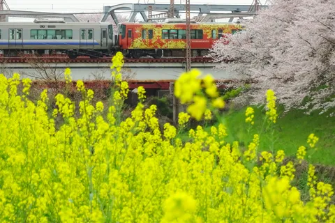 カラフル列車と春の絶景