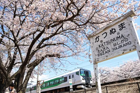 春爛漫、桜と電車が織りなす情景