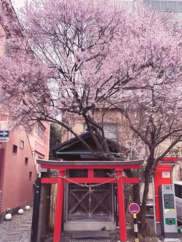 桜が呼ぶ、鳥居が立つ、文明は右