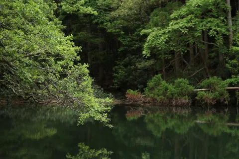 静寂の森と湖のコントラスト