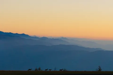 山並みと鹿、夕暮れの道