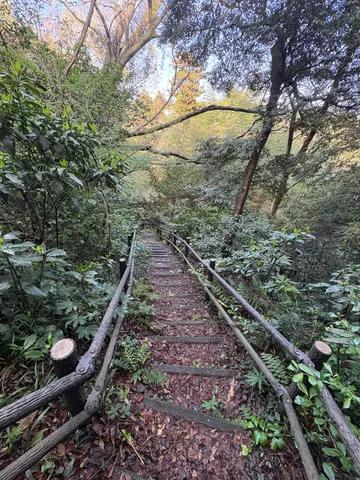 深まる森の階段