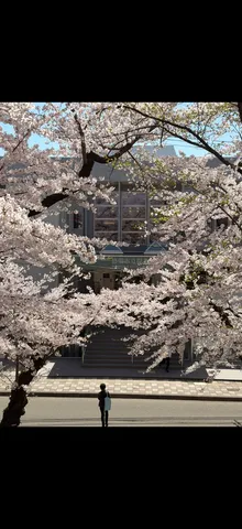 桜が縫う街の静寂