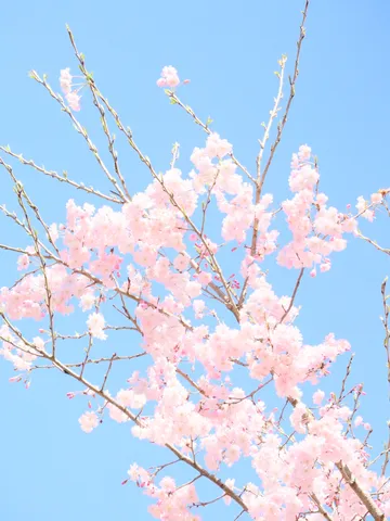 満開の桜と青空のコントラスト