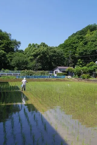 田んぼで一歩、水面にアート