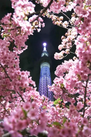 桜彩る夜の摩天楼
