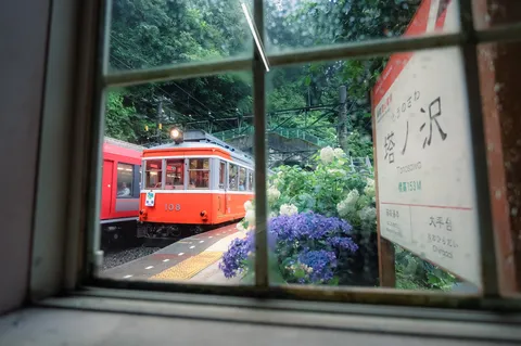 窓越しのレトロ電車と紫陽花