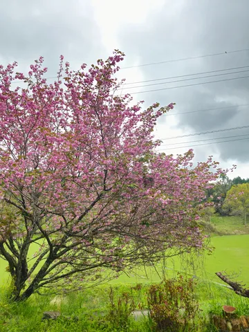 雨雲の下、満開の桜と生命力