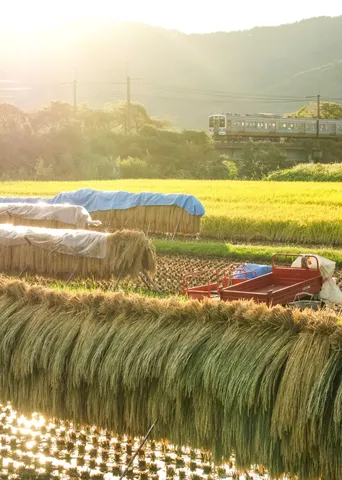 夕陽に揺れる田園風景
