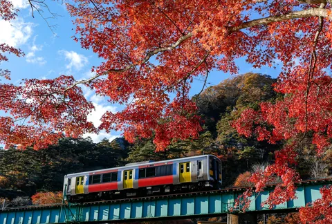 紅葉のアーチと彩りの列車