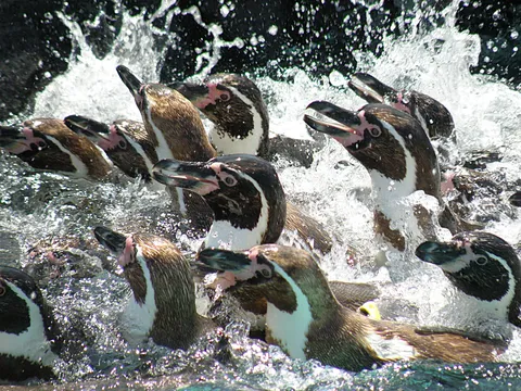 躍動するペンギンの群れ