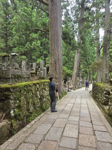 苔むす石垣と巨木、静寂の参道