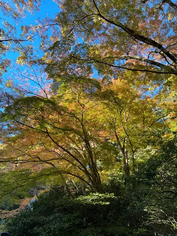 秋の木陰の静かな空