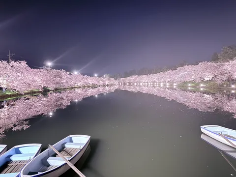 幻想的な夜桜の舟遊び