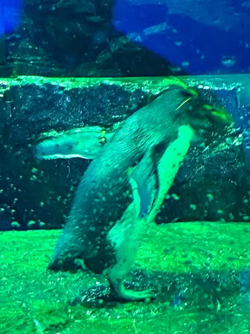 青緑の照明に映る水槽の影