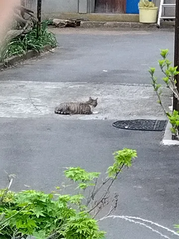 日陰で休憩中、風格漂う猫様