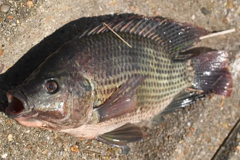 砂利道の魚