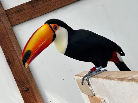 くちばし、映えてる？