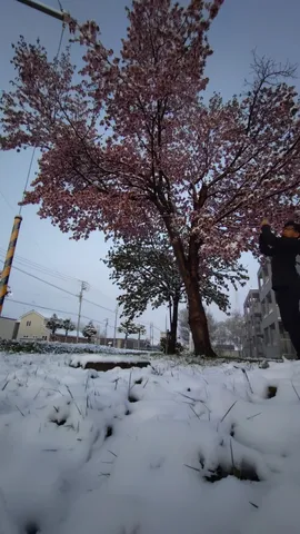 春の雪、奇跡の一瞬