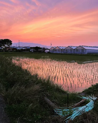 夕焼けに染まる棚田の灯り