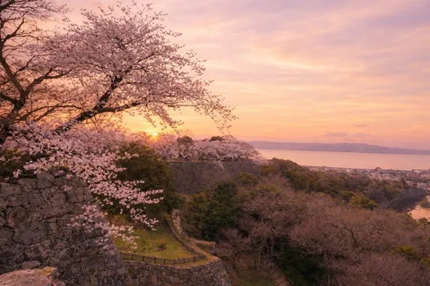 淡い光と桜の城壁