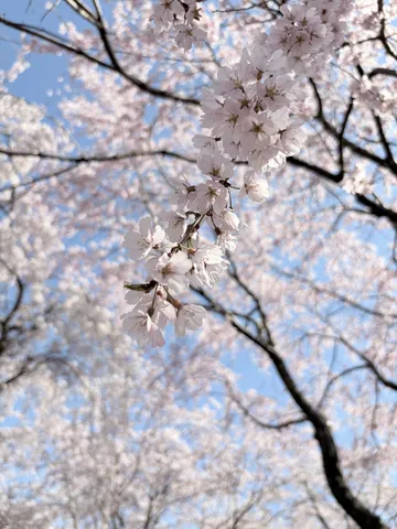 春風に舞う桜の儚さ