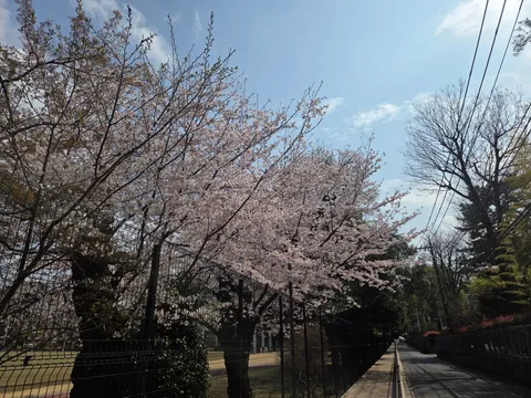 光に溶ける桜の道