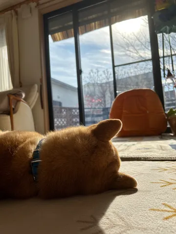 日向ぼっこ中のもふもふ