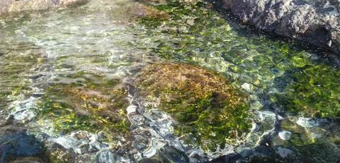 透明な水に映る岩と緑の舞