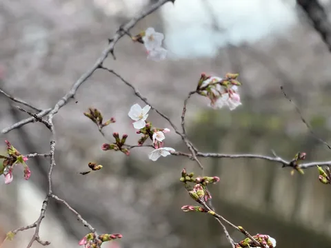 春の予感、淡く咲く桜