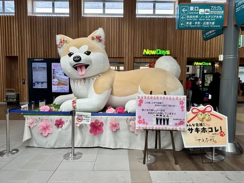 みんなを応援！巨大秋田犬