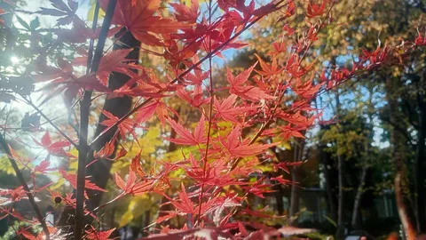 紅葉の光と風の囁き