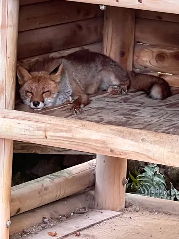 眠れる森のキツネ、木漏れ日の午後