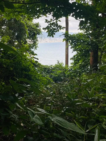 森越しに見える海の景色