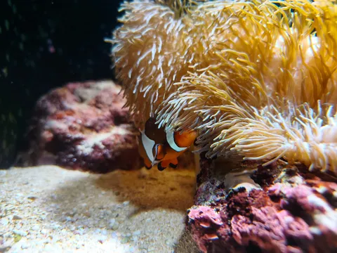 イソギンチャクからひょっこり