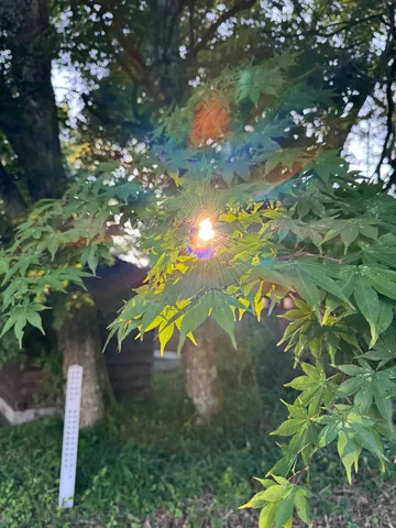 光と葉のミニ日光浴
