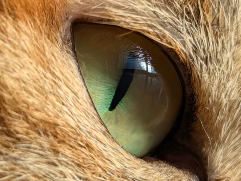 猫の神秘的な瞳に吸い込まれそう