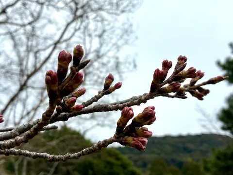 春を待つ蕾たち