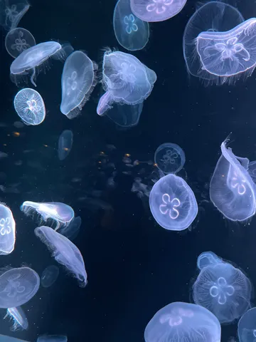 深海の宝石、クラゲの舞踏会
