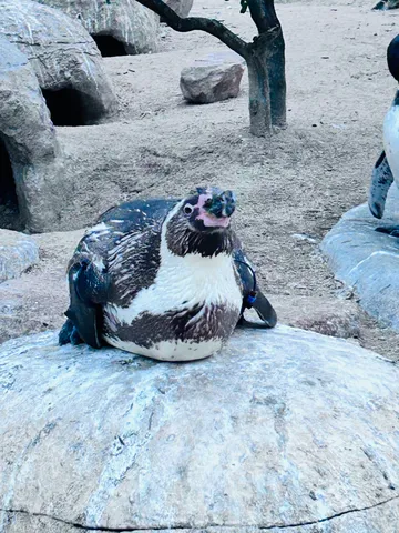 岩の上のポップな主役