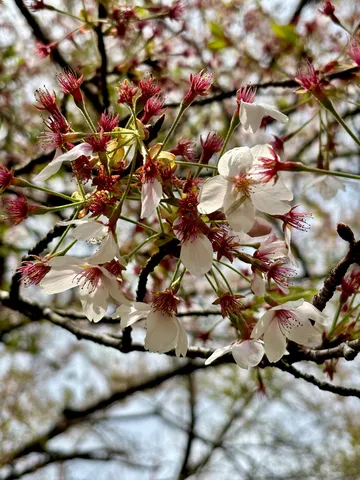 桜、本気出す直前のチラ見せ