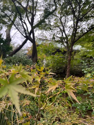 雨上がりの庭園、葉に宿る雫