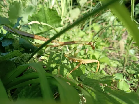 草むらに潜むハンター、カマキリ