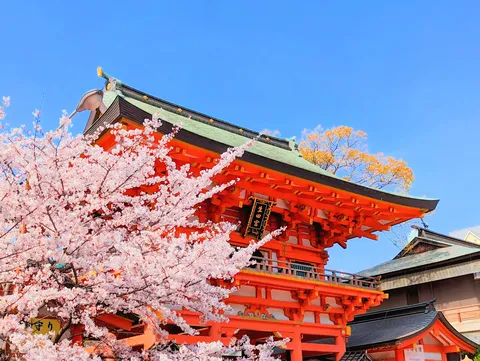 朱と桜、春の饗宴