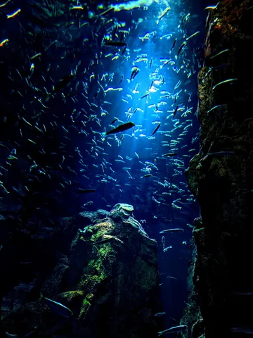 神秘的な青の世界、魚たちの水中散歩