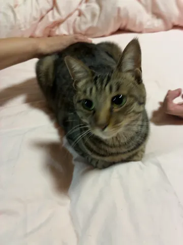 撫でられ待ちの猫、無防備な寝顔