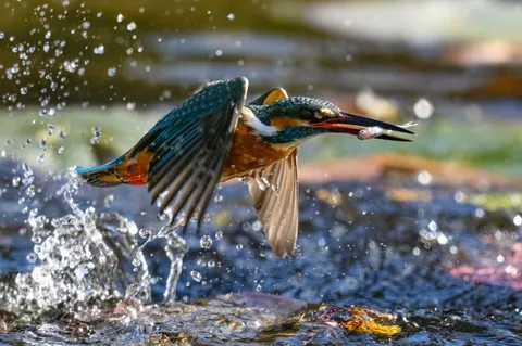 獲物を狙う、水しぶきを纏う翠