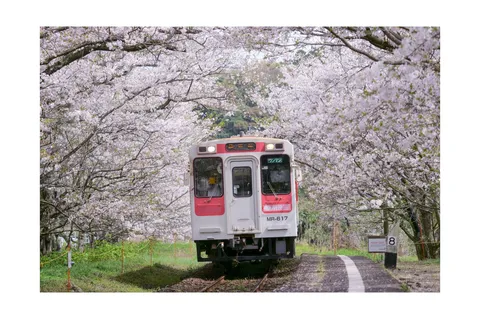 春の桜と列車の風景