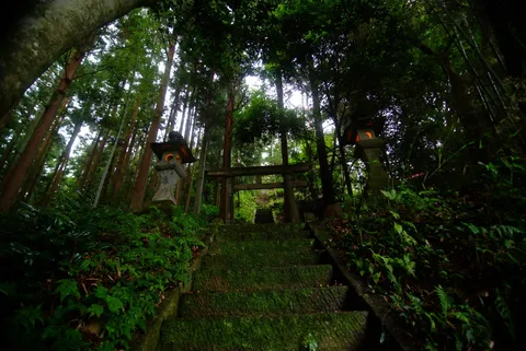苔むした石段と鳥居の森